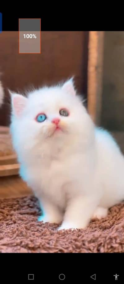 Persian cat for sale male or female my WhatsApp 0329==7552=620