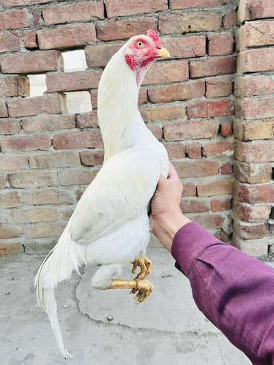 Aseel for sale 0348/63/90/623