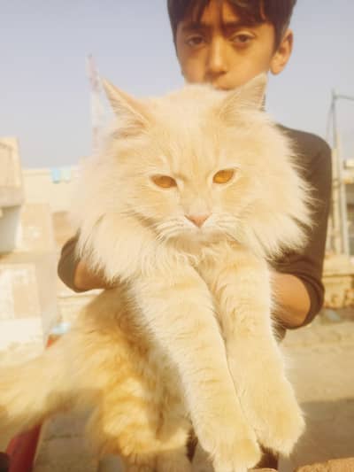 Triple Coated Persion Cat