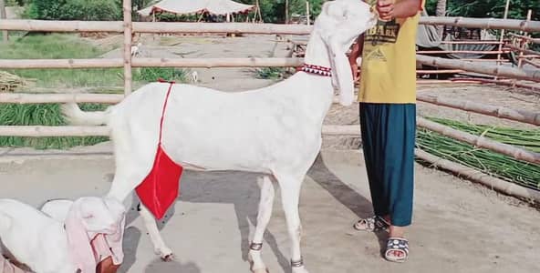 2 Bacchon Ka Sath Desi Bakri For Sale/ 03102718718