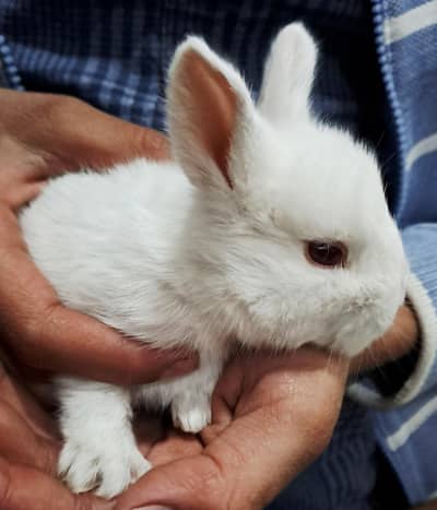 Angoora Rabbits Babies White Red Eyes