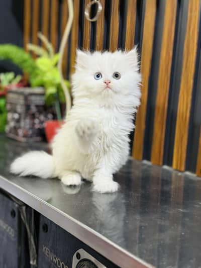 Persian kitten Home bread