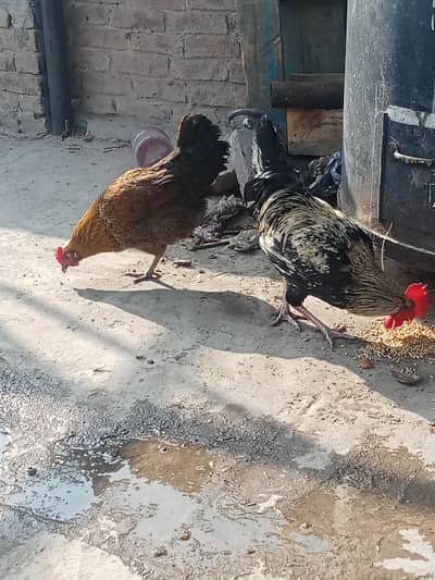 Desi Hen