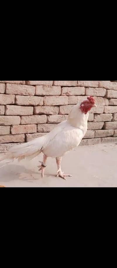 pure mian wali paper white  Heera aseel 