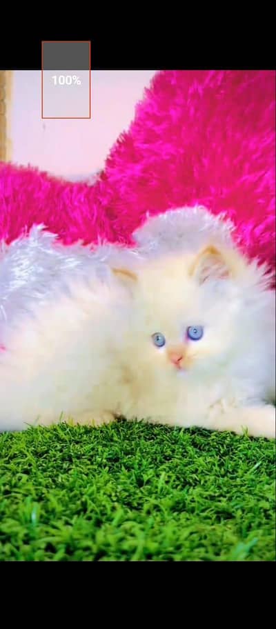 Persian cat for sale male or female my WhatsApp 0329==7552=620