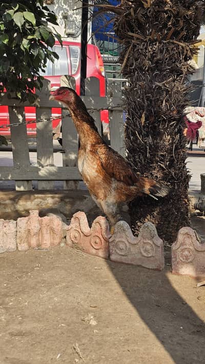 Japanese Shamo | Shamo pure| Female BREEDER | pure aseel | Hen