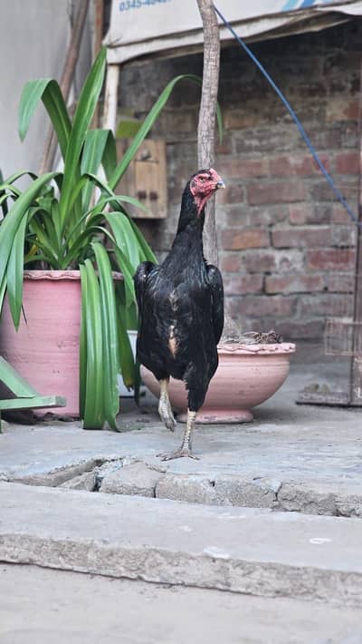 Japanese Shamo | Shamo pure| Female BREEDER | pure aseel | Hen