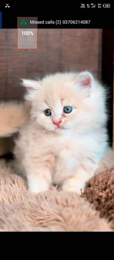 Persian cat for sale male or female my WhatsApp 0329==7552=620