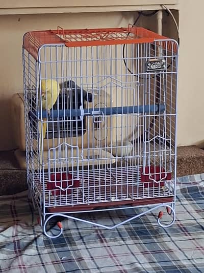 yellow ring neck talking  with cage