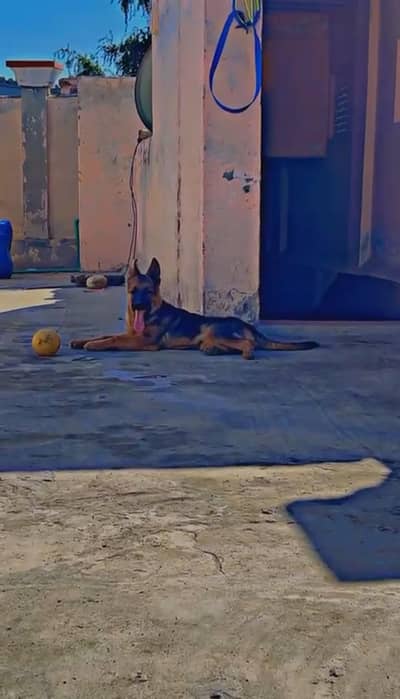 German shepherd 6 month old puppy available