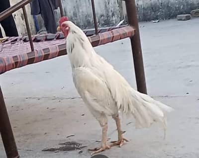 Aseel cock white heera 3 years age breeder