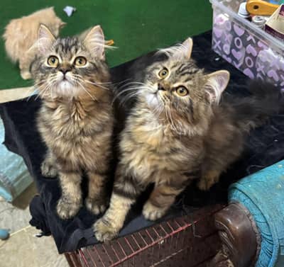 persian tabby and foan male triple and double coat