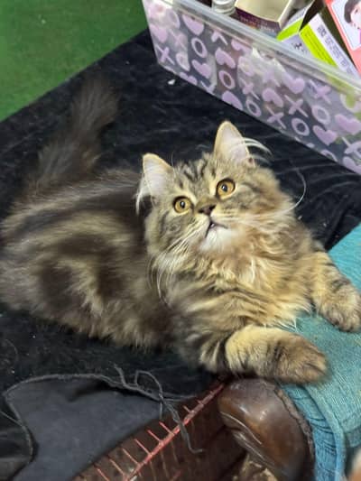 persian tabby male triple coat