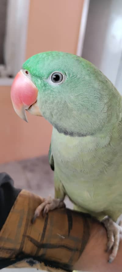 Raw parrot