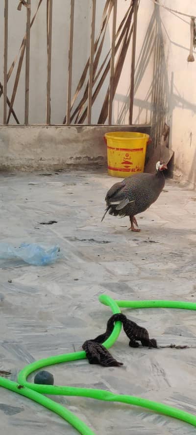 ye male aur female hai