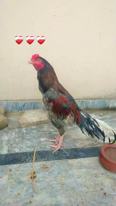 Saleta Mianwali patha