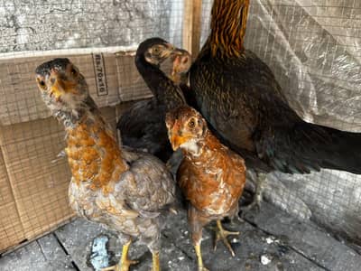 Aseel and Desi Hens with chicks