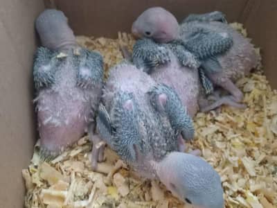 Pure Kashmiri Raw chicks