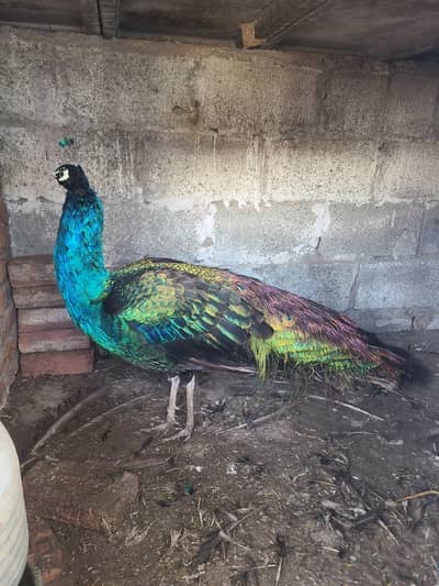 peacock