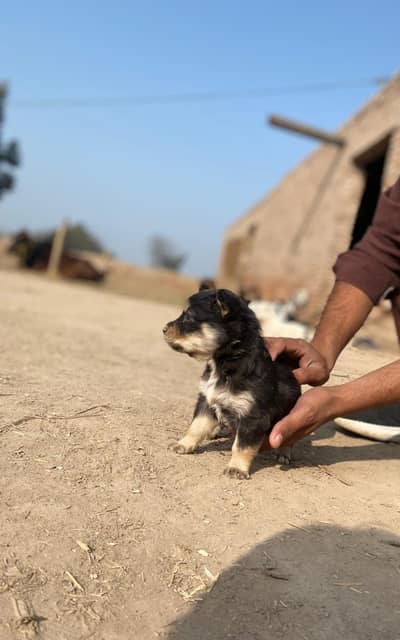 German shepherd female