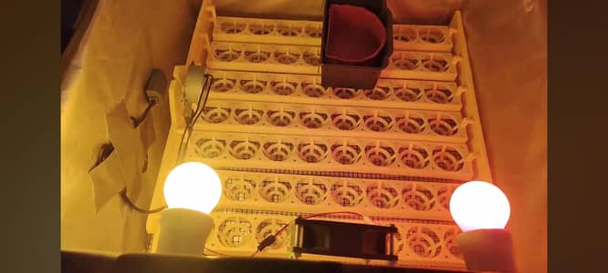 Incubator & brooder - Energy Saver 10 watt