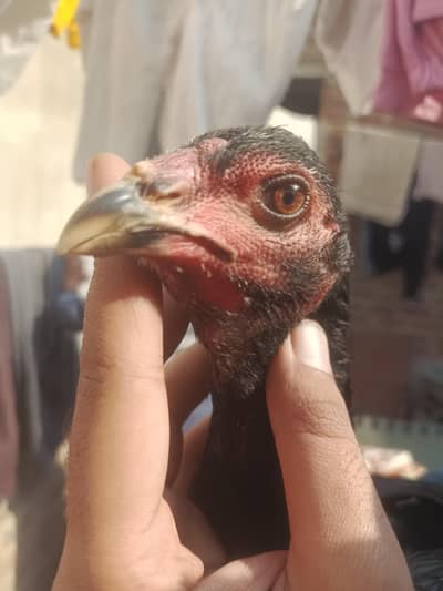 Pure Pokoy phatti ( important)