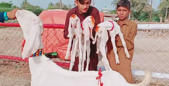 Rajanpuri Bakri 3 bacchon. Hai.  03238705121