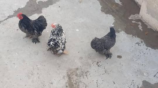 bantam adult pair forsale in attock