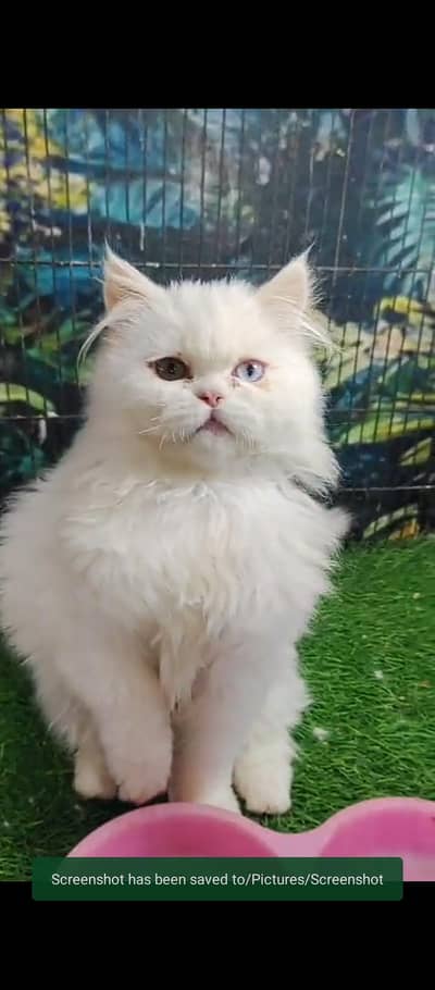 male punch face extrem long coat short tail 03041445191