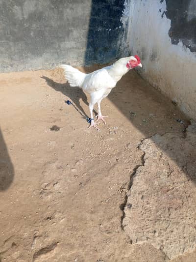 3 Heera aseel breeder male  available