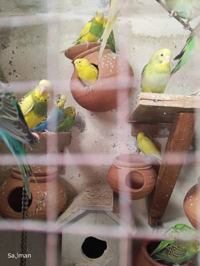 Australian Parrots for Sell Pairs