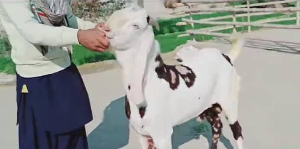 bakra for sale/ 03238705121