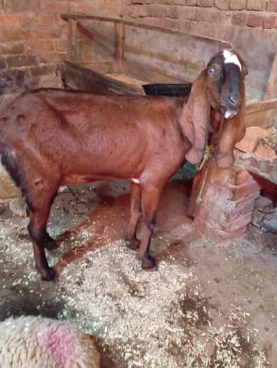 nagra beauty 03141446467