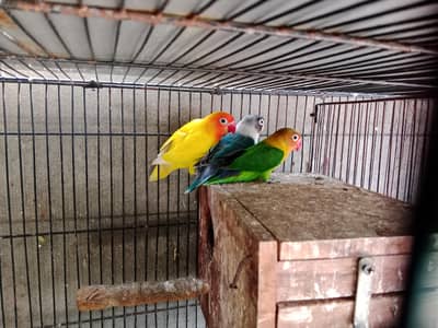 love birds and javwa and dove for sale
