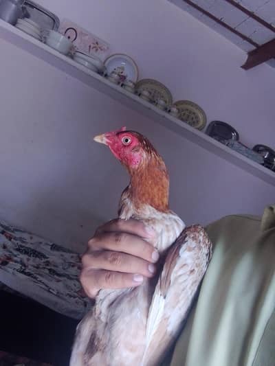 Female Hen sale