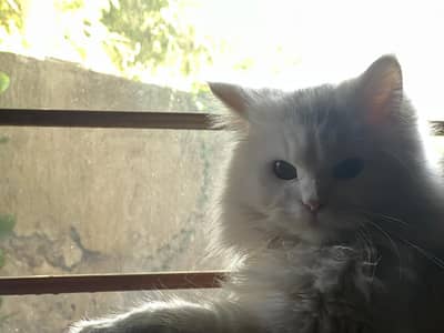 02 Persian Cats - URGENT Sale