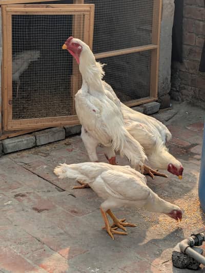 oh shamo paper white