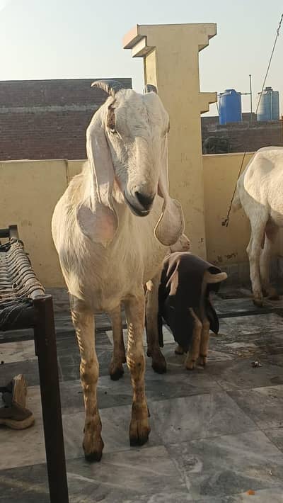 2 pregnant goats+2 goats with 3 mel kids 1- 40+bredar mahke chenaaa