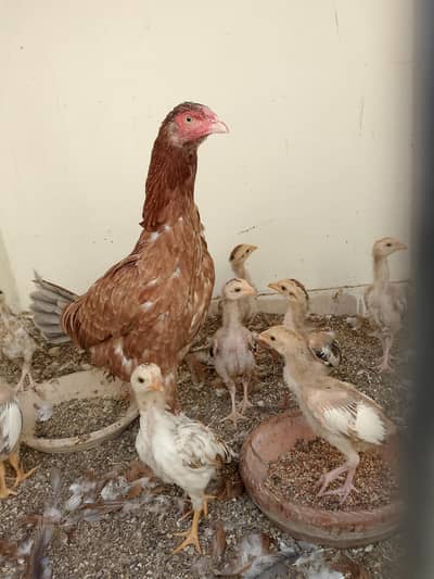 aseel check age 2 month