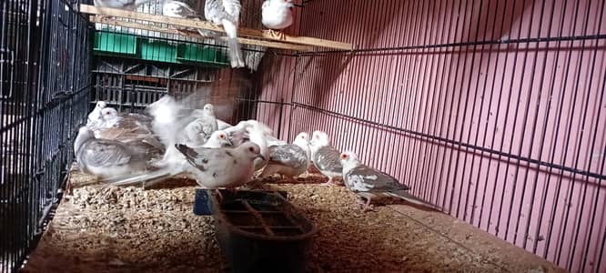 Diamond Pied Doves and Red Doves