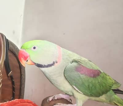 Kashmiri raw long tail  full talking  hand tam.