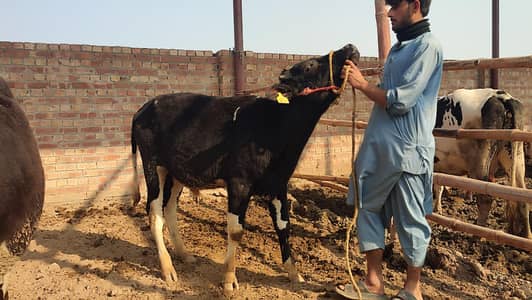 Breeder wacha For sale