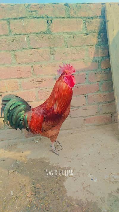 Dasi murga for cell 03349777759