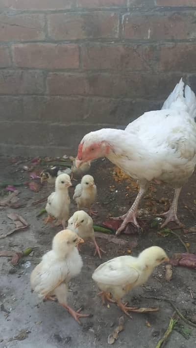 Heera aseel chicks with female