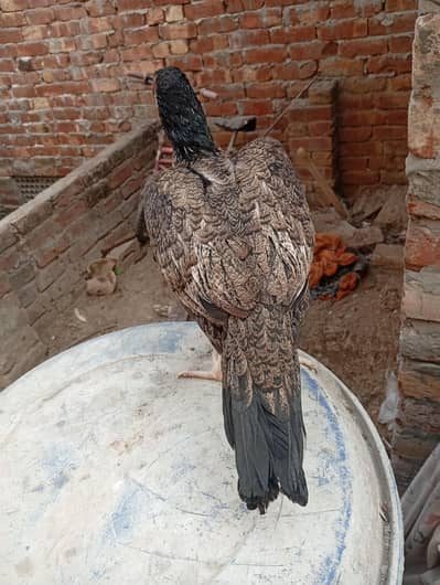 aseel mianwali shajri Madi