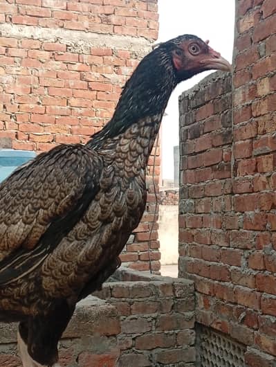 aseel mianwali shajri Madi