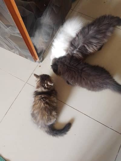 white black Gerry beron