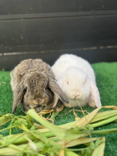 Holland loop punch face