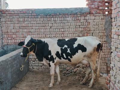 Khangrr Frezian Cross Cow 6 liter Milk per Day