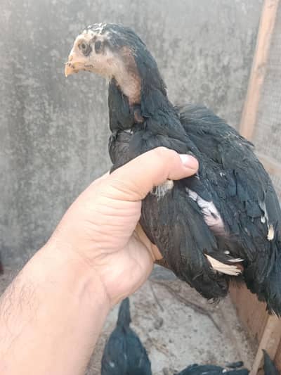 Aseel F1 Imported Blood